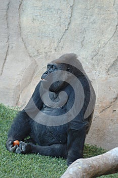 Exemplary western plain gorilla sitting
