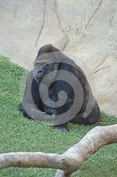 Exemplary western plain gorilla sitting