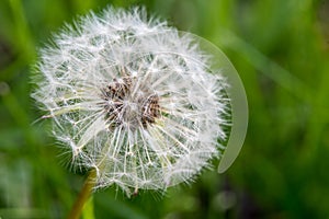 Exempted dandelion blowball