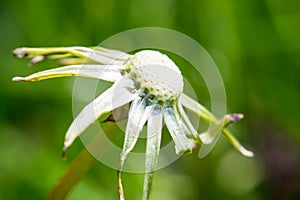 Exempted dandelion blowball