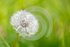 Exempted dandelion blowball