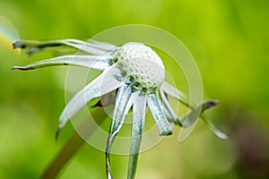 Exempted dandelion blowball