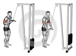 Exercising. Extension of hands in a block simulator muscles biceps and triceps