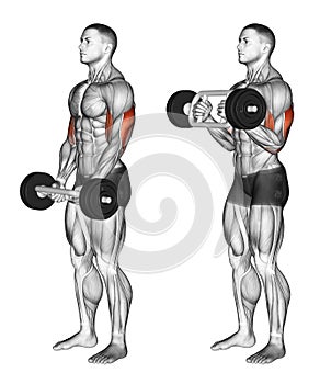 Exercising. Olympic Tricep Bar Hammer Curls