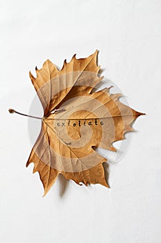 Exfoliate word printed on dead autumn leaf photo