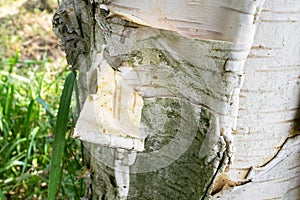 Exfoliated bark of a birch tree, resembling a scroll