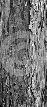 Exfoliated trunk of a Yew tree