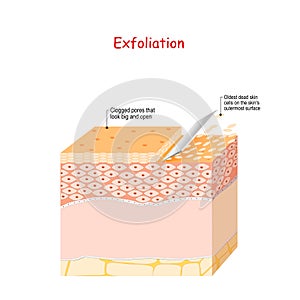 Exfoliation. Peeling or Physically scrubbing. Skin Care photo