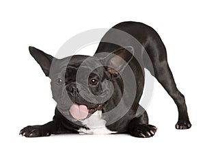 Exhausted Black French Bulldog kneeing and panting photo