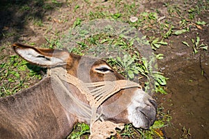 Exhausted donkey lying on the grass