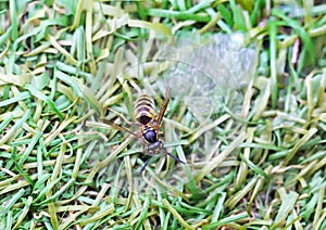 Exhausted Honeybee with sugared water residue on the grass to revive it