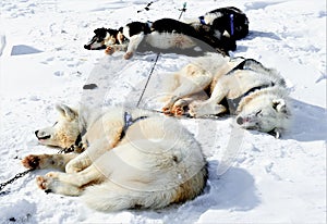 Exhausted huskies after a sled race