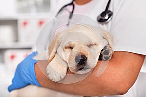 Exhausted labrador puppy dog sleeping in the arms of veterinary photo