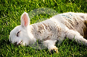 Exhausted Lamb photo