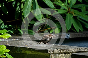 Exhausted Small Wild  Bird After Taking Bath