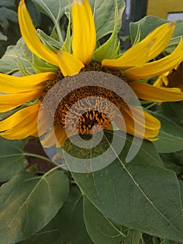 Exhausted Sunflower among Greenleaf