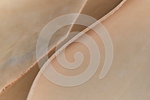 Exhibit of ethically-produced beige leather swatches, symbolizing the growing movement towards sustainable fashion and