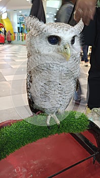 Exhibition of Beluk Jampuk which is one of the owl species of the family Strigidae and Genus Bubo