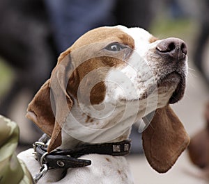 Exhibition of hunting dogs3