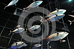 Exhibition Mediterranean-cosmocaixa