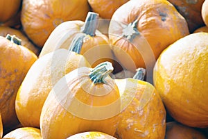 Exhibition sale and distribution of pumpkins by road