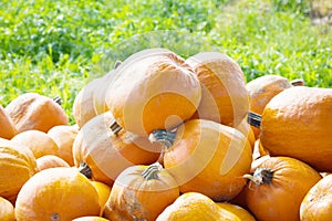 Exhibition sale and distribution of pumpkins by road