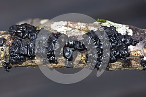 Exidia nigrans Witches` butter fungus