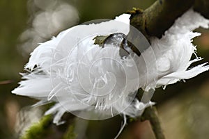 Exidiopsis effusa fungus hair-ice