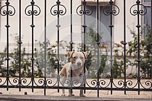 Exiled dog photo
