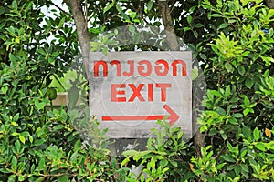 Exit with arrow sign on wood board against green leaf wall background