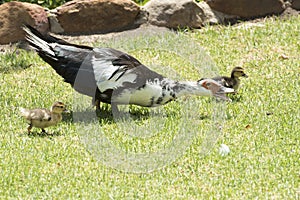 Exited goose with chicks