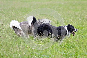 Exited running Dogs in the fields