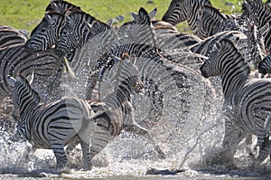 Exited Zebras