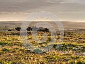 Exmoor evening. Devon, England.