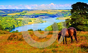 Exmoor National Park Somerset countryside Wimbleball Lake with pony