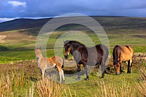 Exmoor Ponies