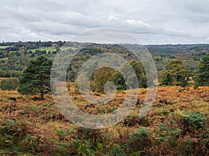 Exmoor Ponies Grazing in the Ashdown Forest