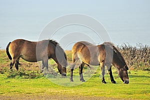 Exmoor Ponies grazing(Equus ferus caballus)