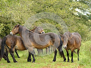 Exmoor Ponies, North Devon, England