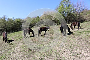 Exmoor ponies peacefully feeding on a springs pasture