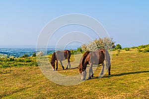 Exmoor Ponies Quantock Hills Somerset England UK