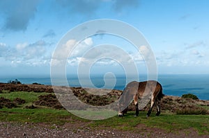 Exmoor Ponies by the sea