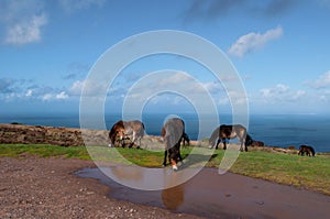 Exmoor Ponies by the sea