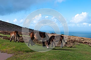 Exmoor Ponies by the sea