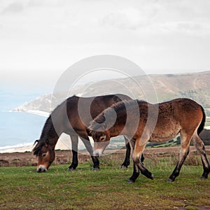 Exmoor Ponies by the sea