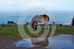 Exmoor Ponies by the sea