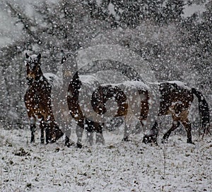 Exmoor ponies in the snow