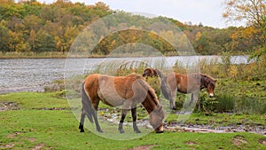 Exmoor Ponies In Sutton Park, Sutton Coldfield