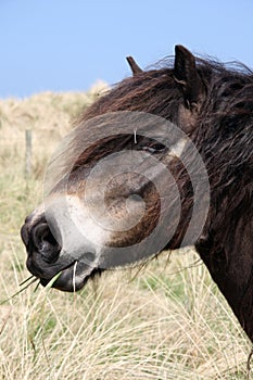 Exmoor Pony