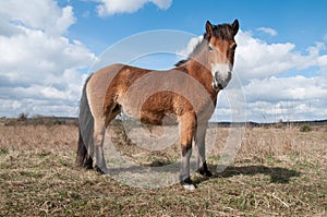 Exmoor pony